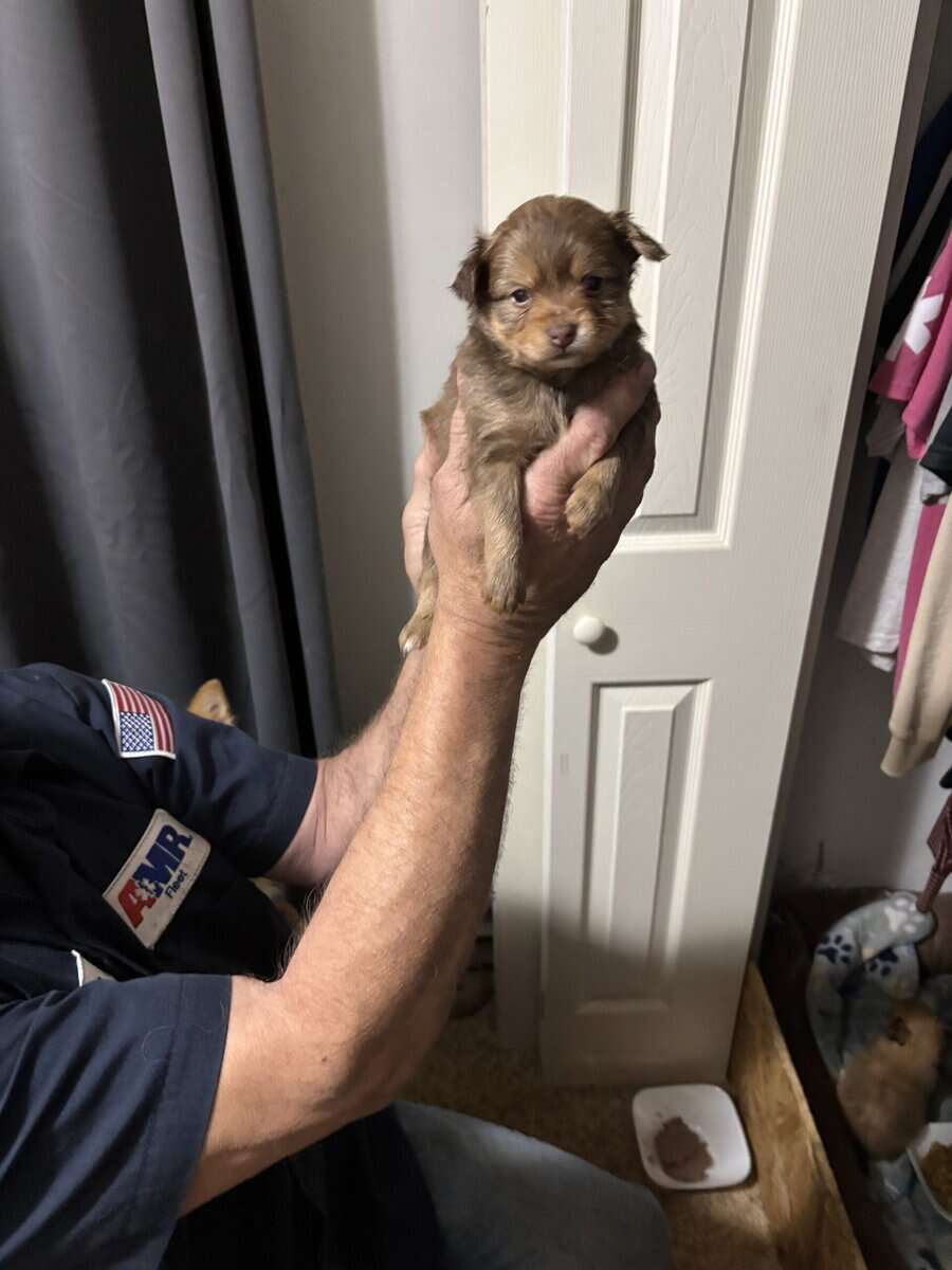 Pom/Chi puppies image 4