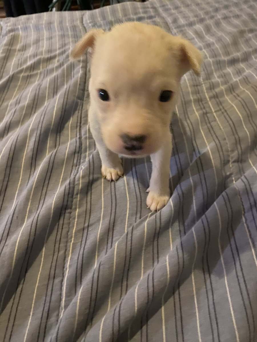 Bully mix image 2