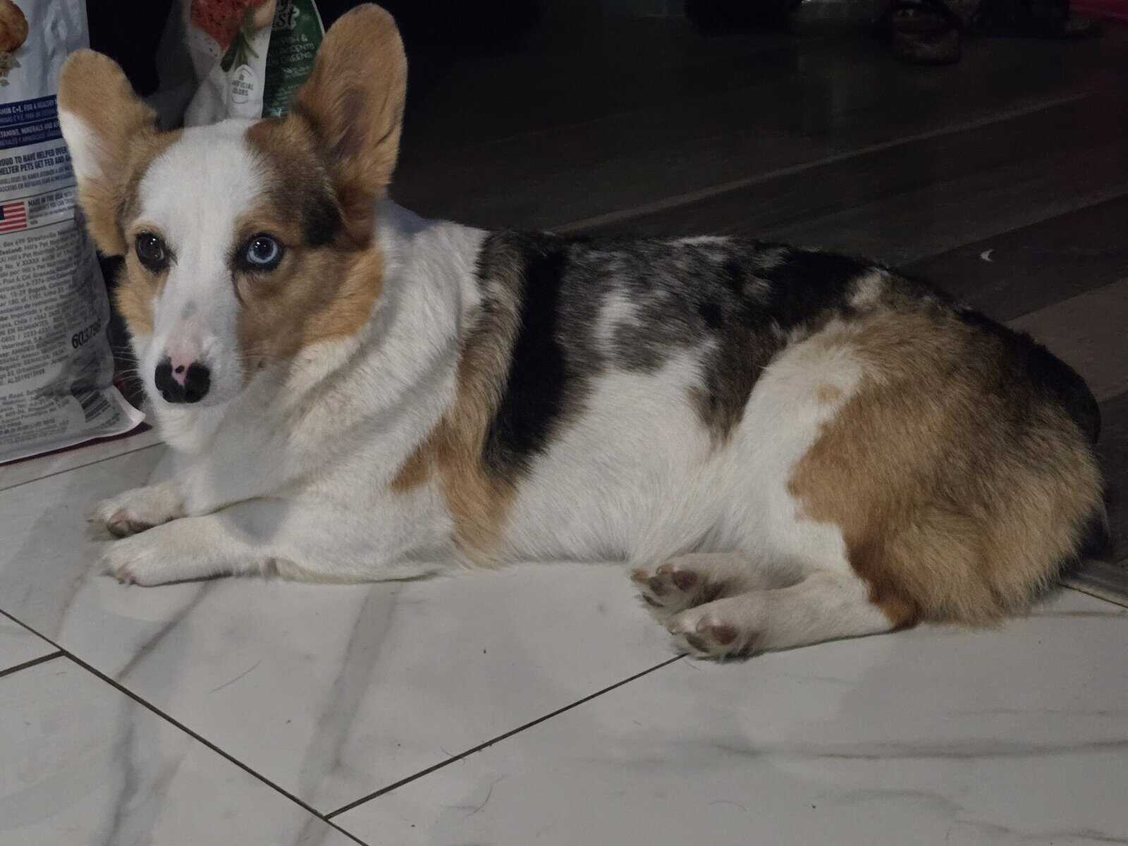 American corgi image 16