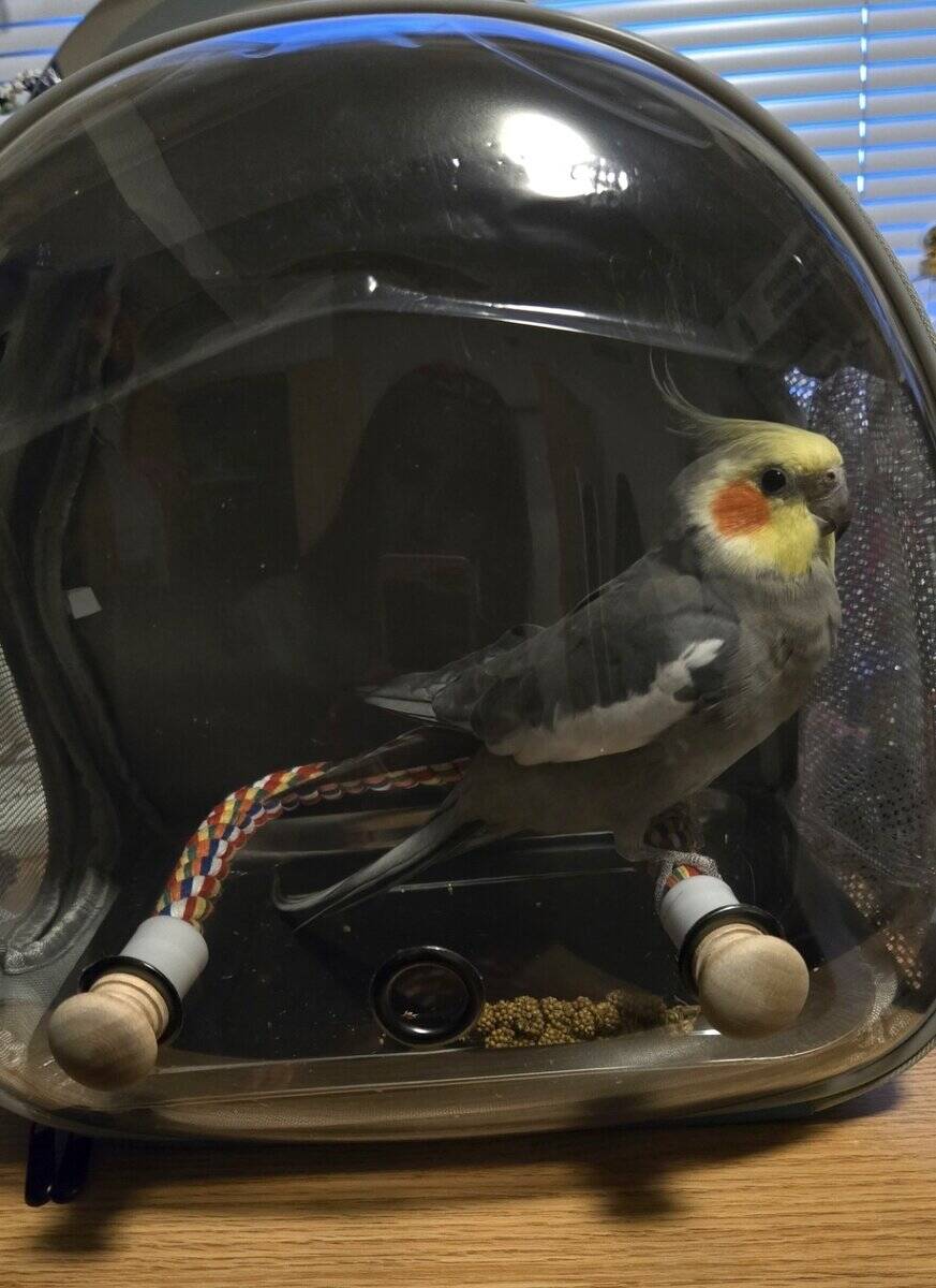 Male Cockatiel with cariers and food! image 4