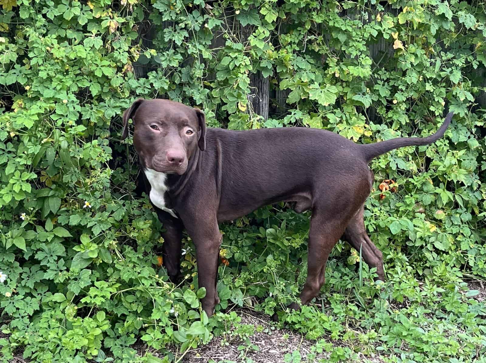 Rehoming mixed breed, for single dog household image 4