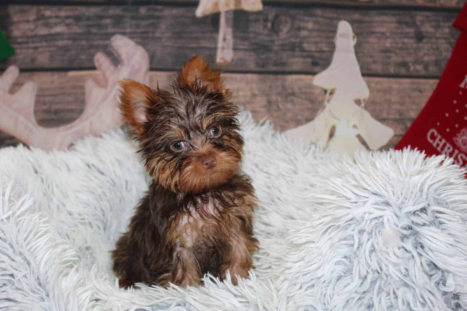 Yorkie Puppies image 1