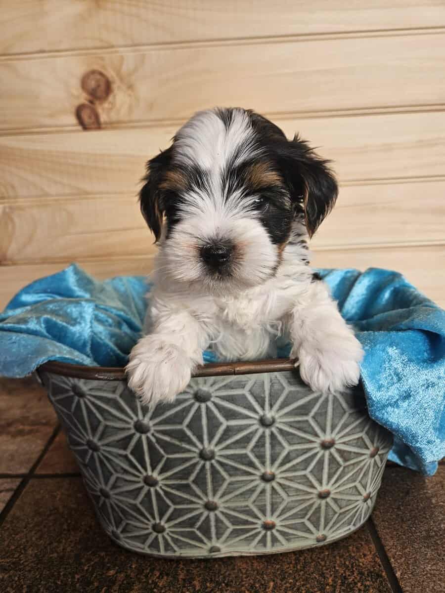 German Yorkie (Biewer Terrier) boy image 3
