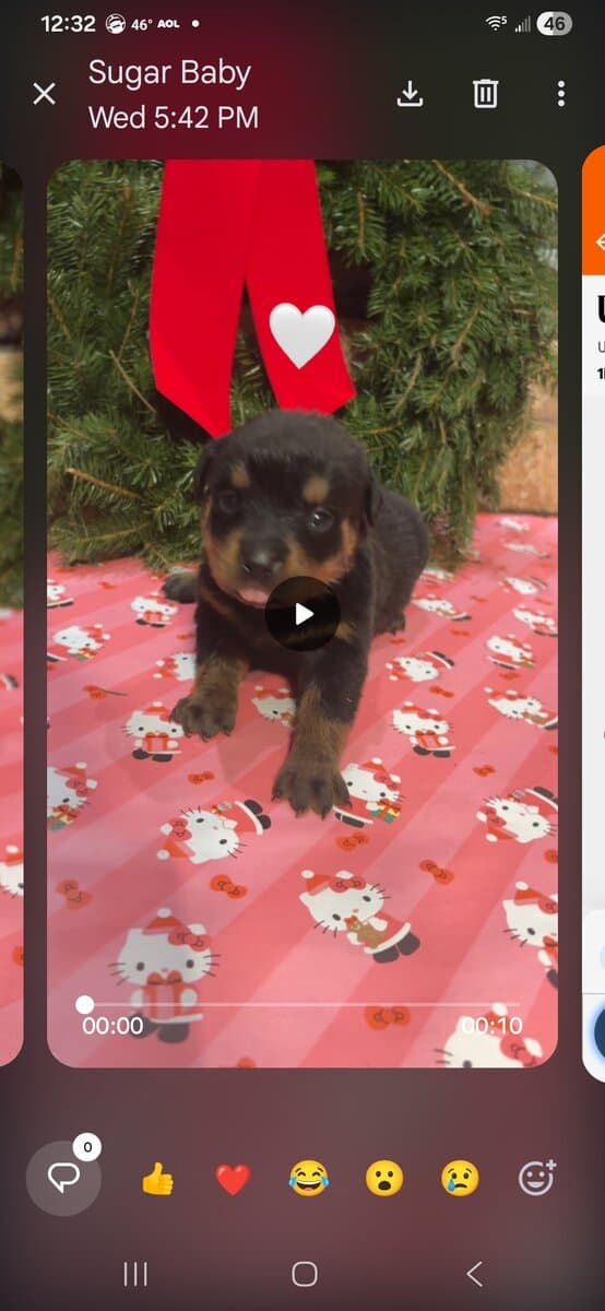 German Rottweiler puppies image 1