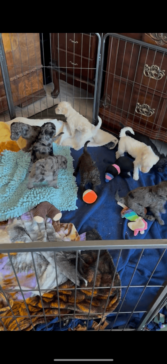 Adorable Goldendoodle Puppies Available image 1