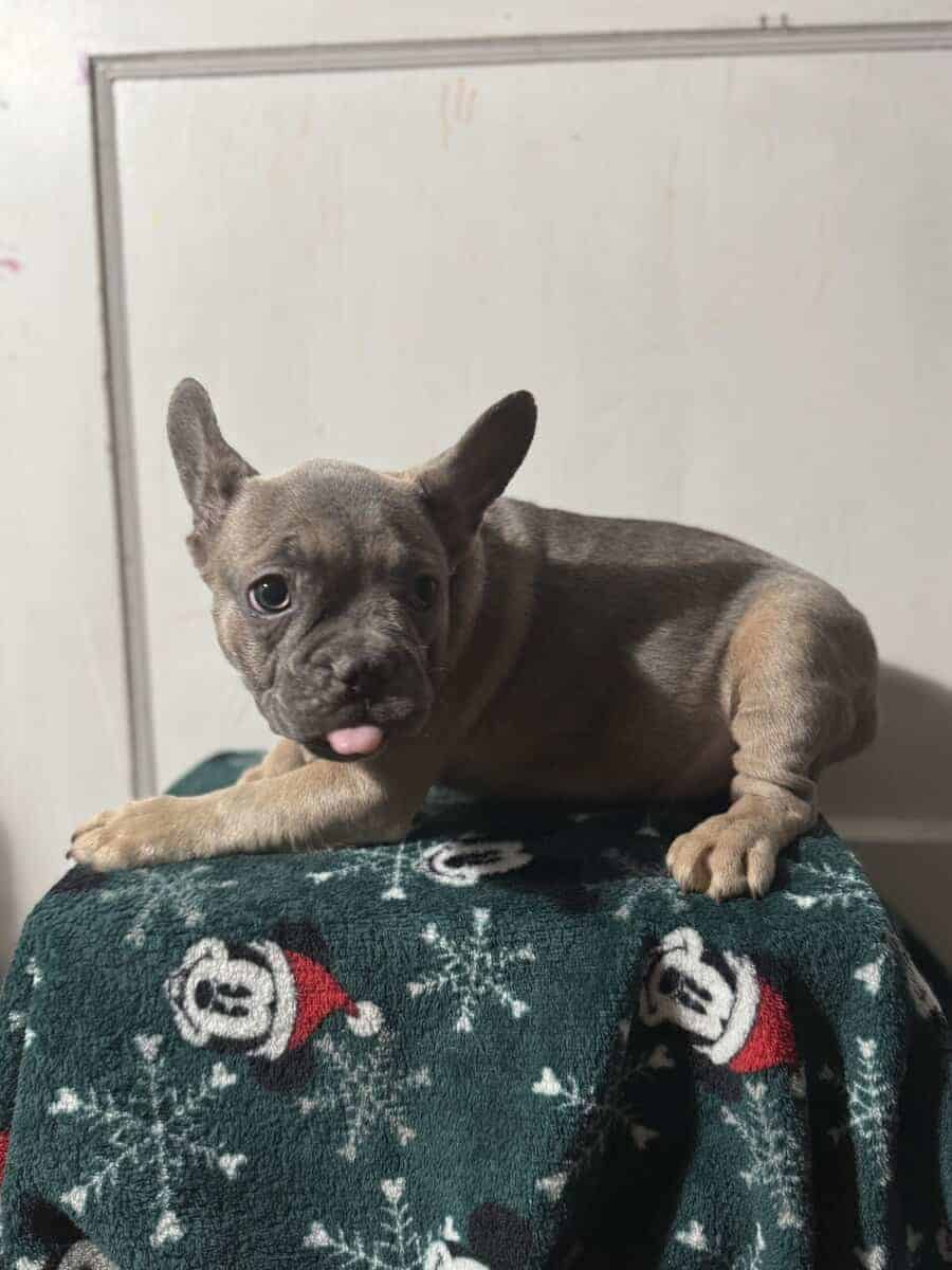 Campbell’s Fabulous Frenchies image 14