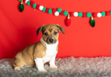 Jack russel/ Alapaha bulldog puppy indiana (Gracie