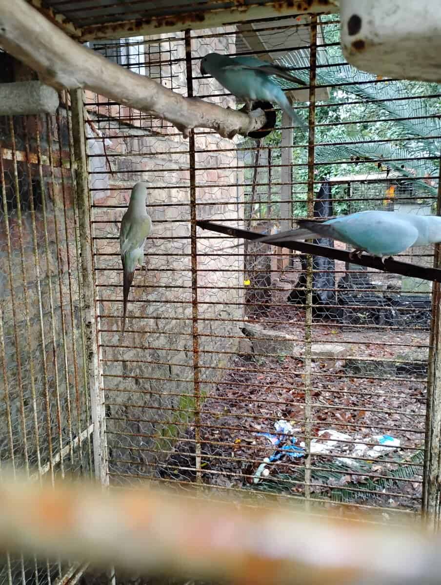Indian ringnecks image 1