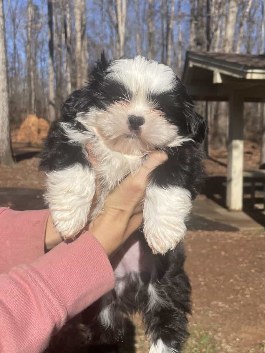 Shih Tzu Puppy - little boy Ducky Lucky image 2