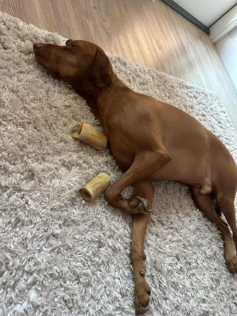 Vizsla 5 year old male image 2