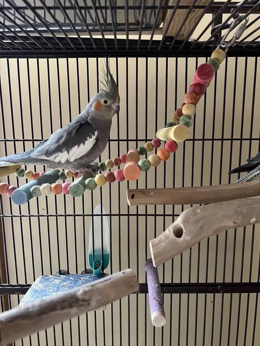 Cockatiels -1 breeding pair and a female with cage image 3
