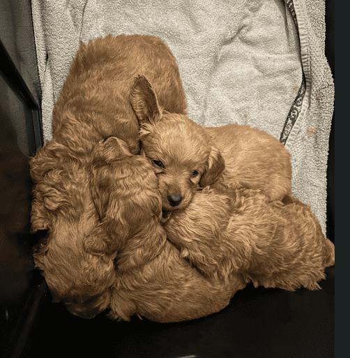 Mini-Golden Doodle Pups (Teacup to Toy size) image 6