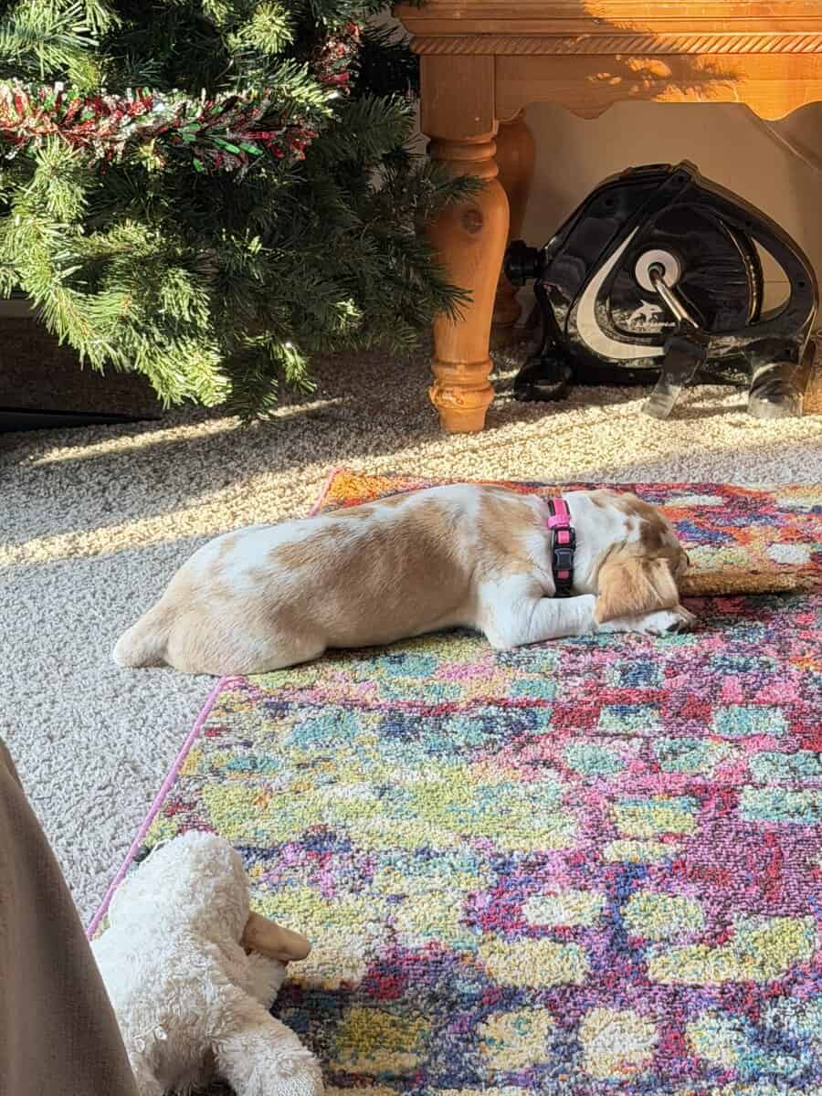 🐶💖 Forever Home Needed! image 5
