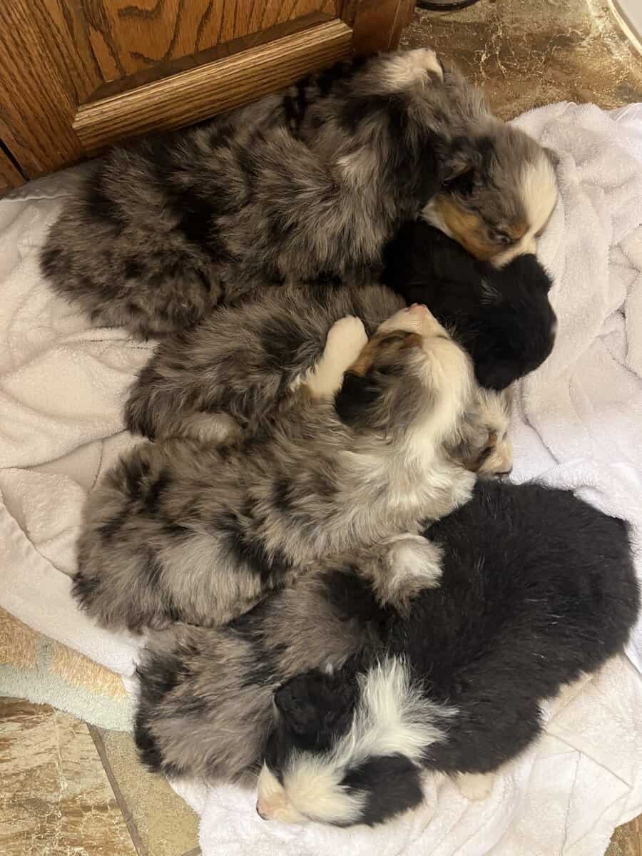 Miniature Australian shepherds image 4