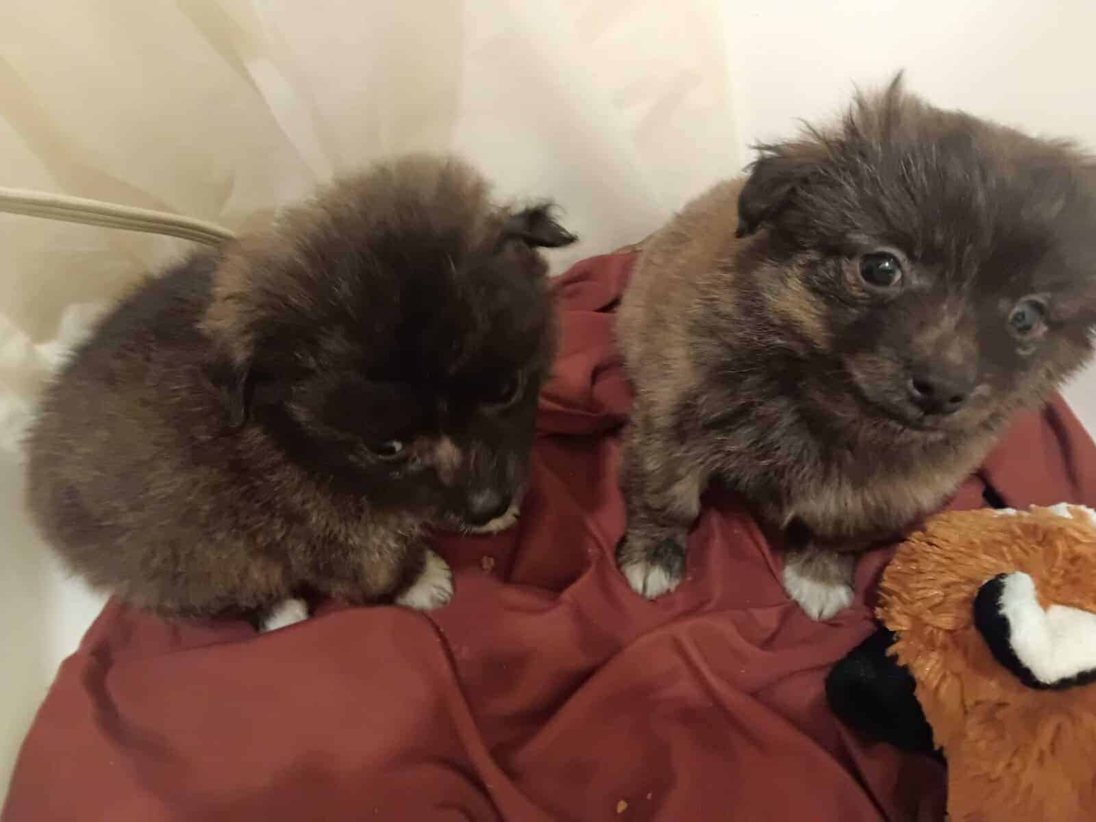 Porkies (pomeranian and Yorkie) image 7