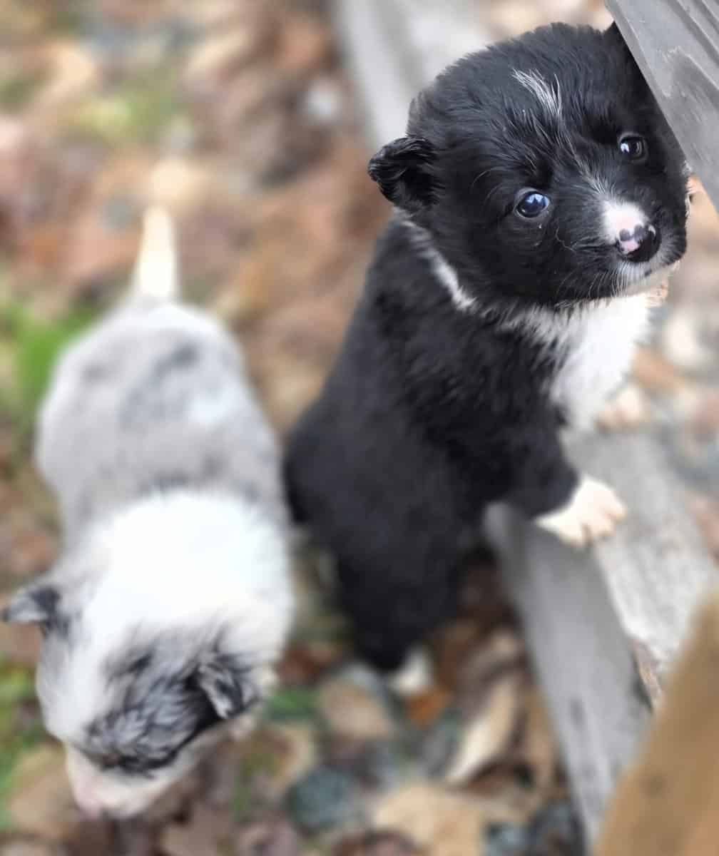 Christmas Puppies!!!...4 sold, 5 females left!!!.. image 3