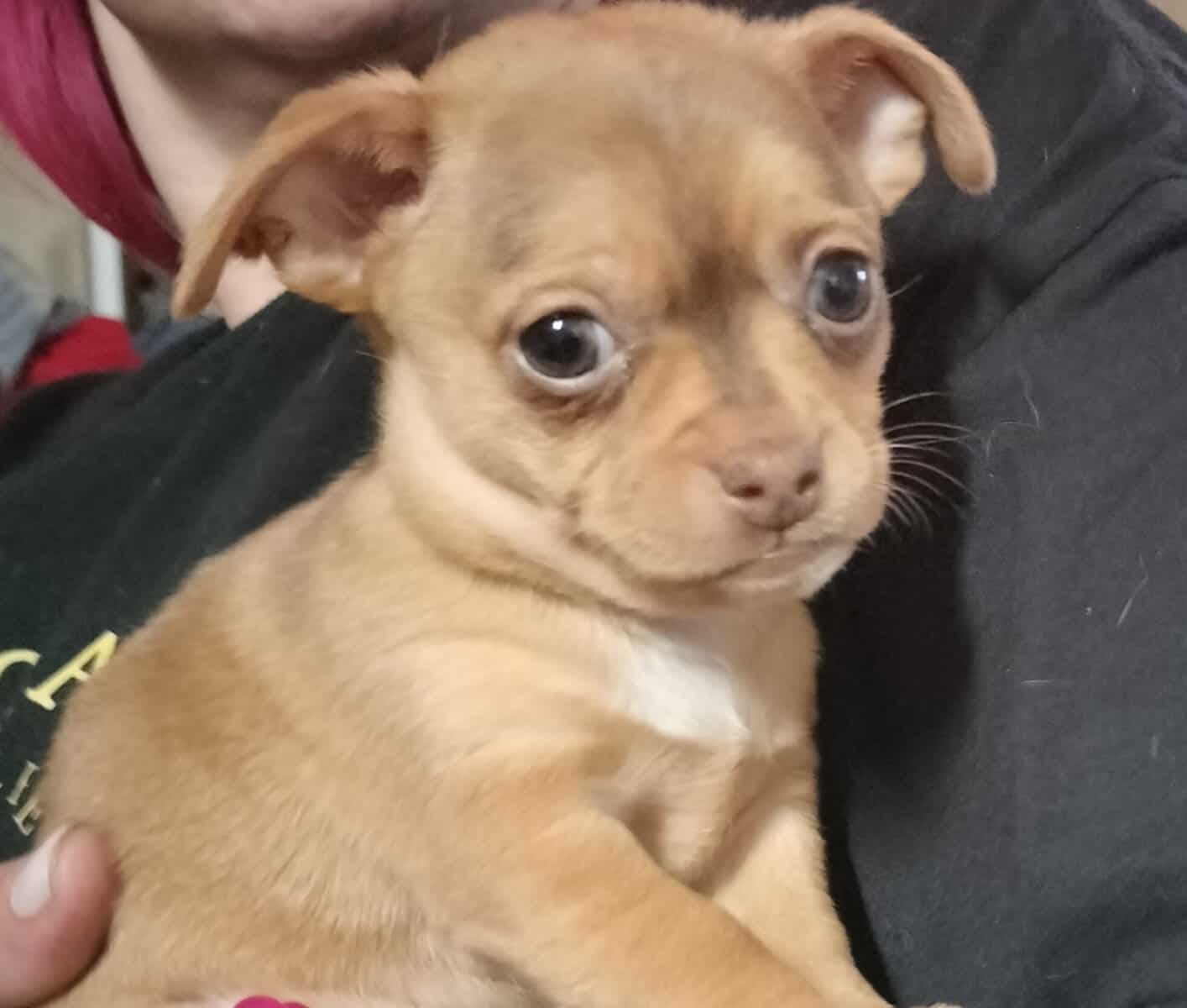 Cutest Chihuahua mix puppy ready for home image 2