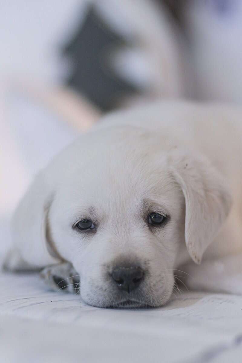 Christmas Puppies Available image 6