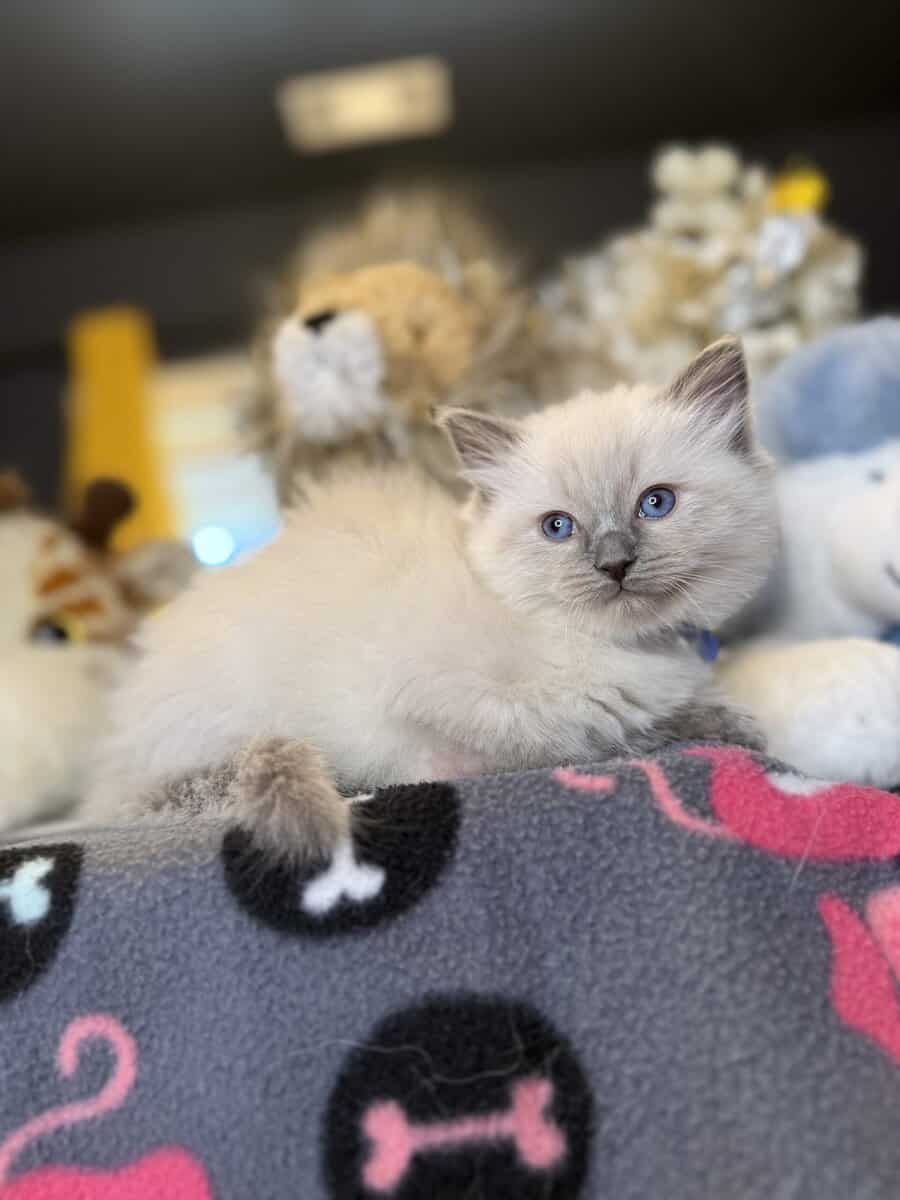 Blue Point Ragdoll Kittens image 5