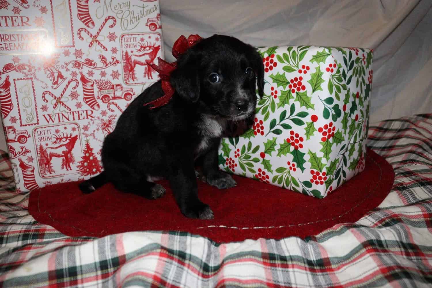 Merle doodle/blue heeler mix image 8