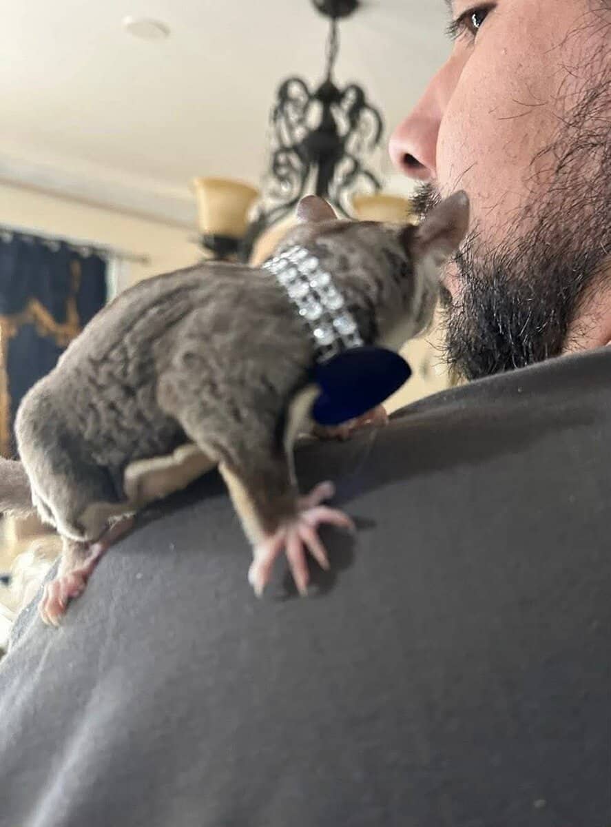 Sugar Glider (colony of 3) image 3