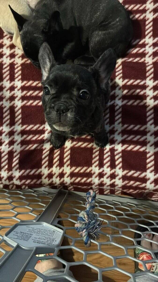Frenchie girls looking for their home! image 3