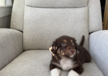 Red Tri Australian Shepherd Puppy