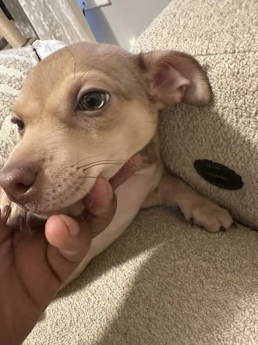 Meet Caramel image 7