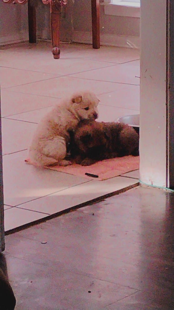 Chow Chow puppies image 10