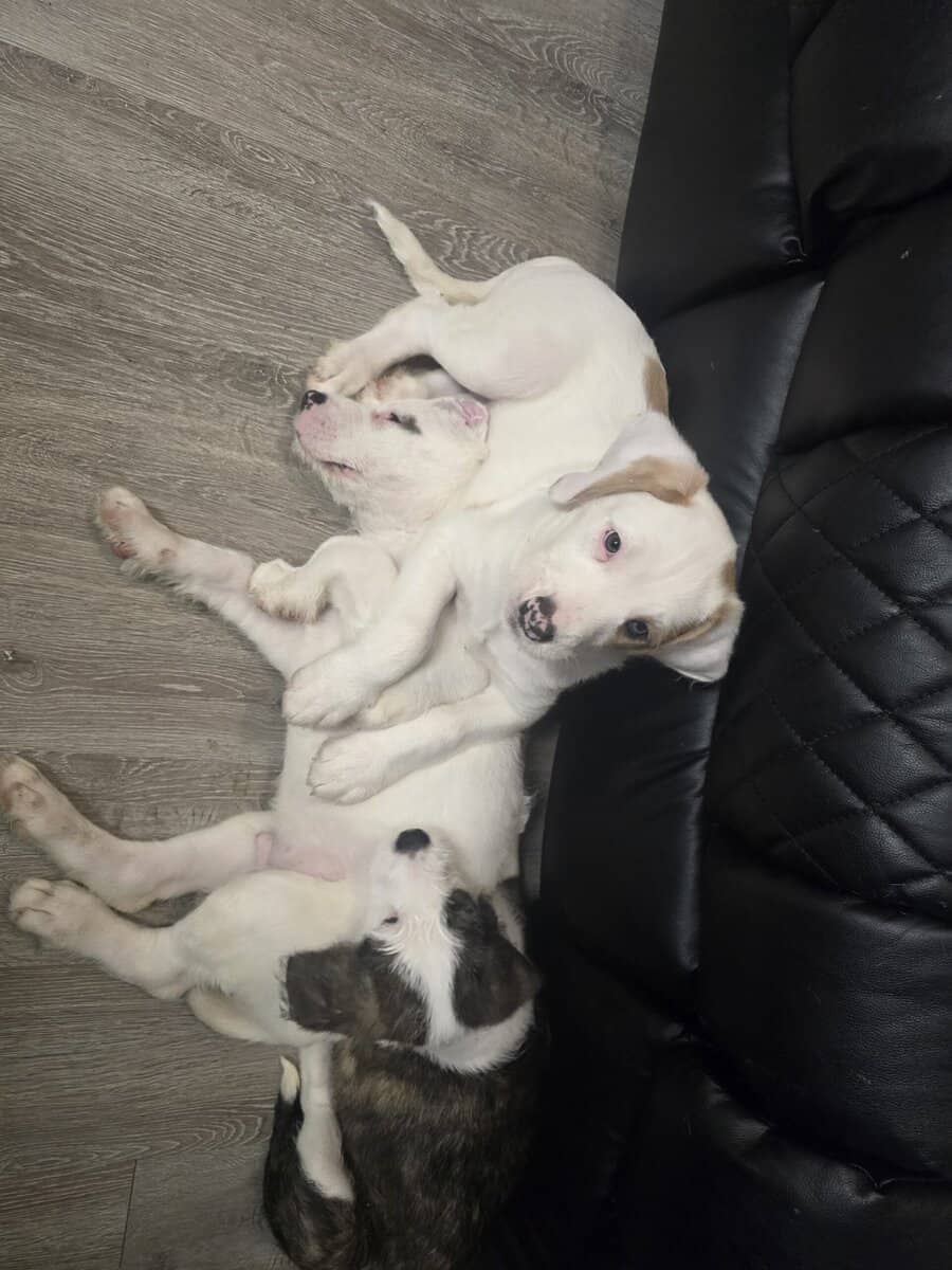 Christmas puppies 5 American bulldog st Bernice mi image 3