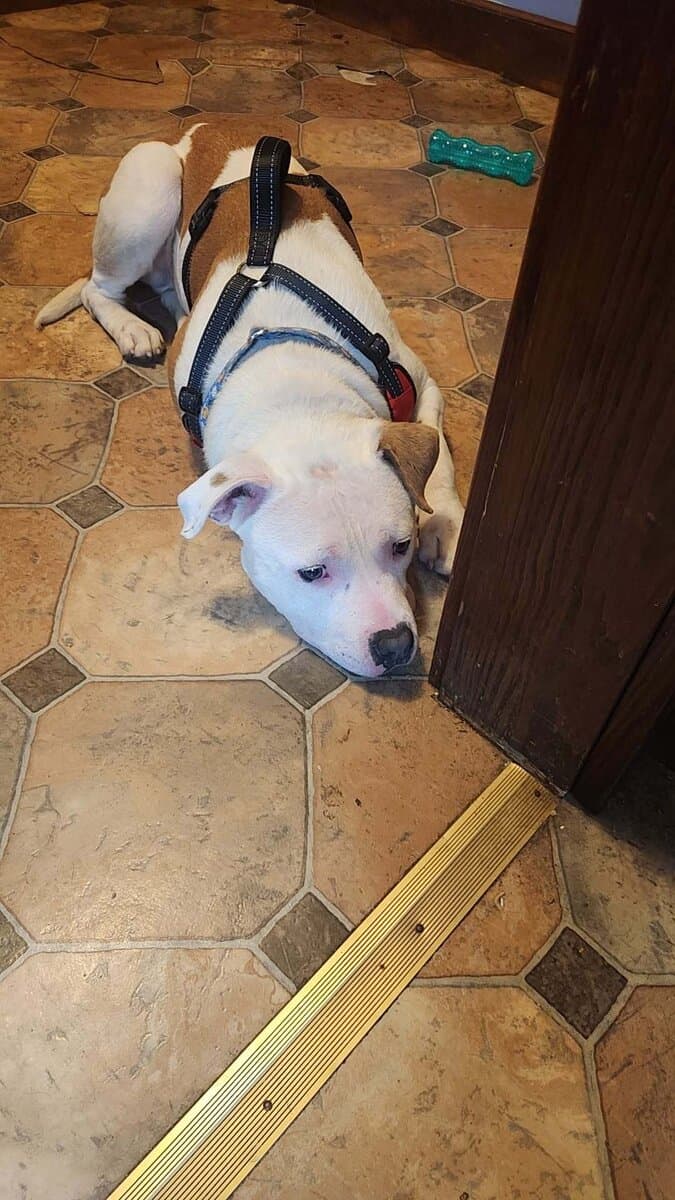 2 year old American Pit Bull Terrier image 1