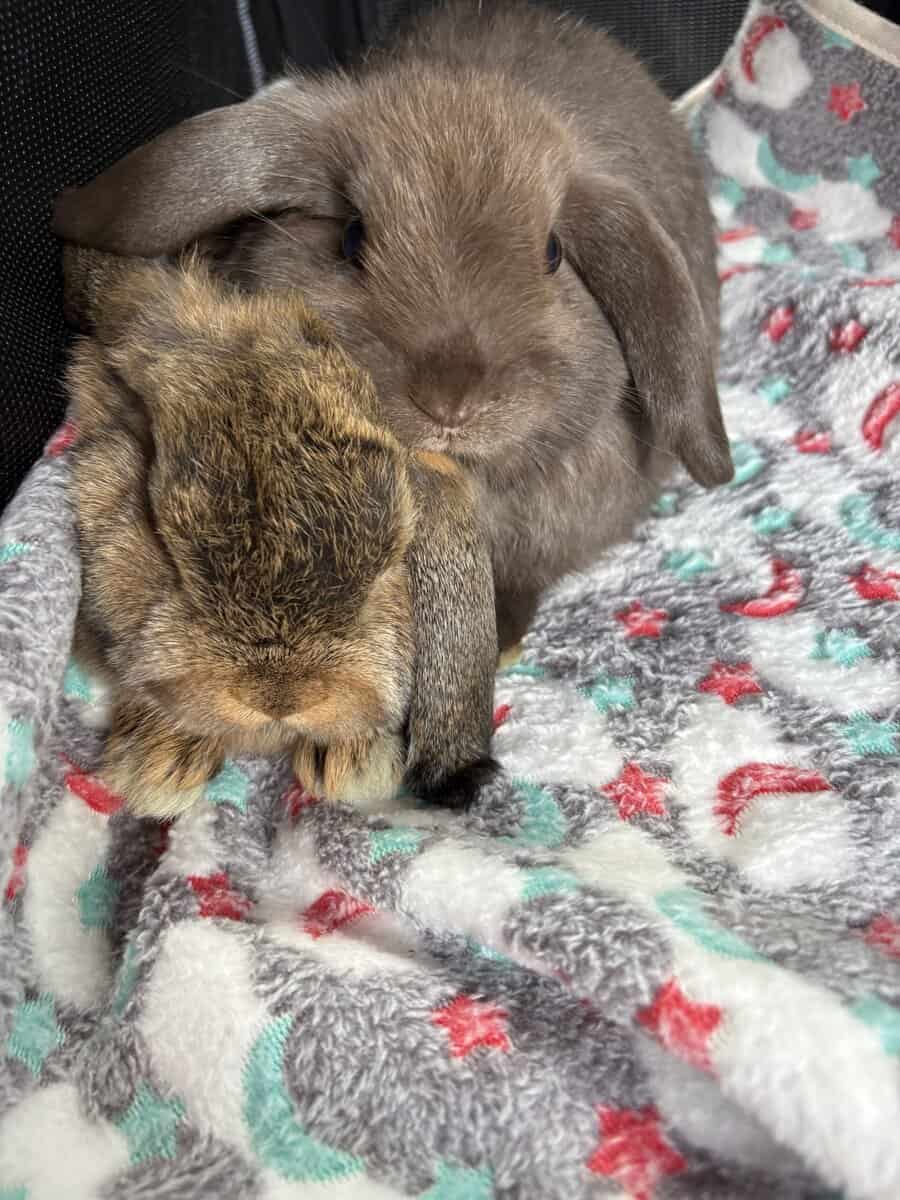 Holland Lop bonded pair for Sale image 3