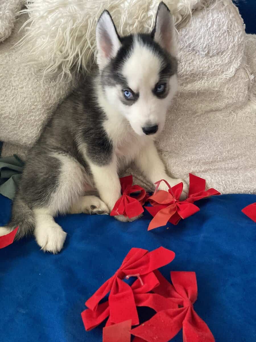 Adorable Siberian Husky Puppies image 3