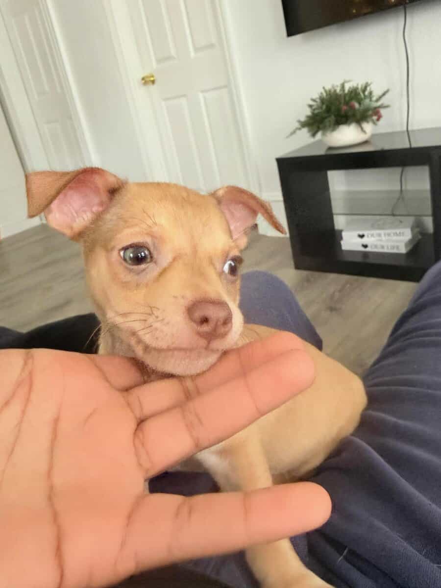 Chihuahua loving pup image 2