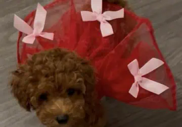 6 week old poodle puppy for sale