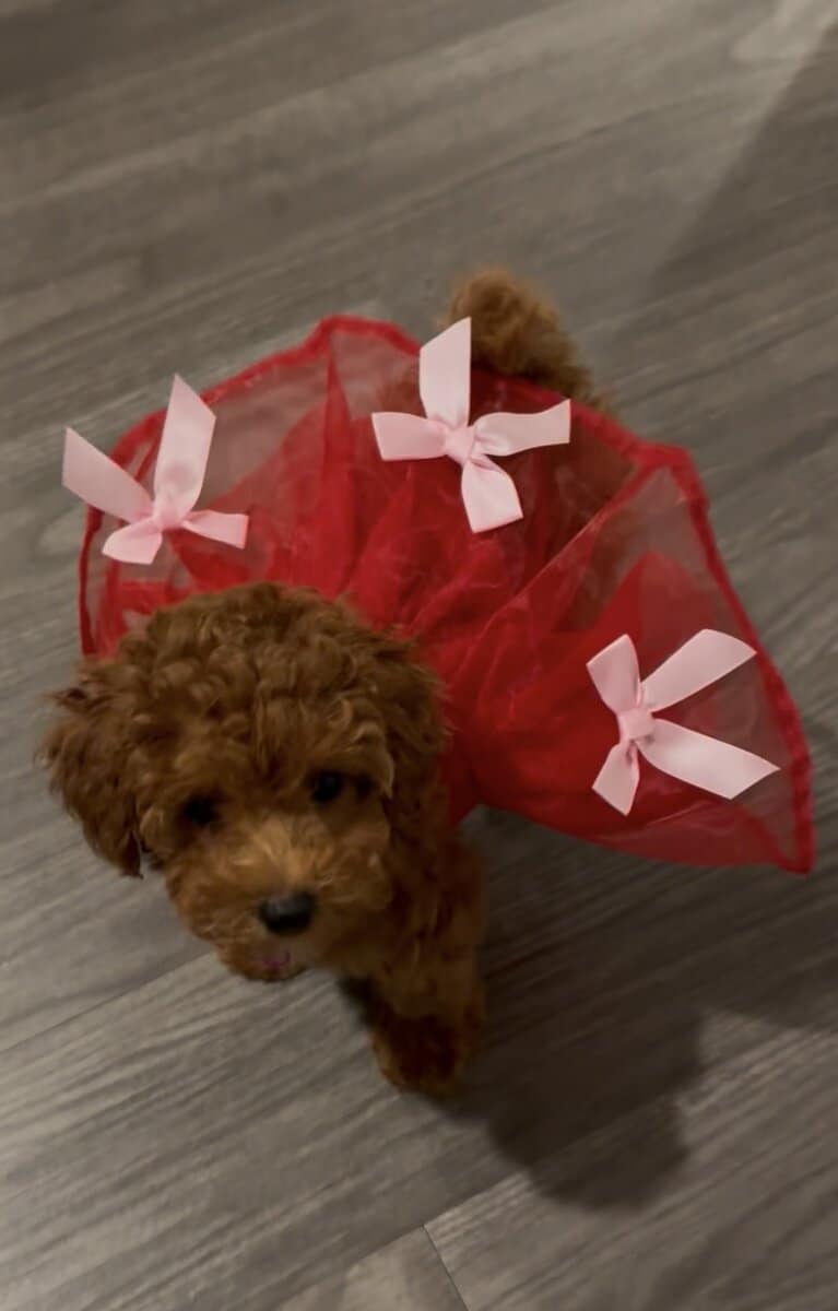 6 week old poodle puppy for sale image 1