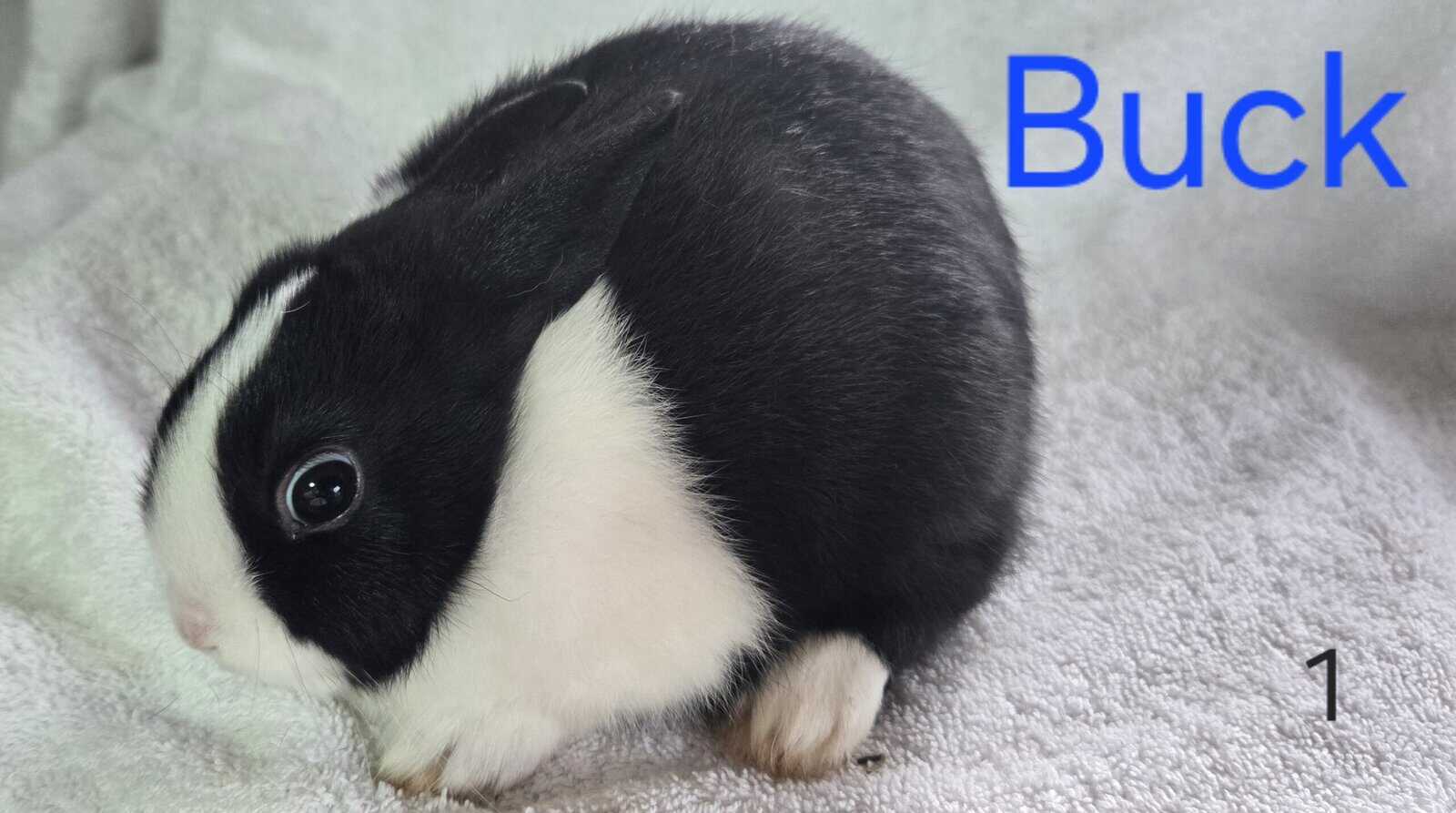 Baby Dutch Rabbits for Christmas...Ready Dec 15 image 3