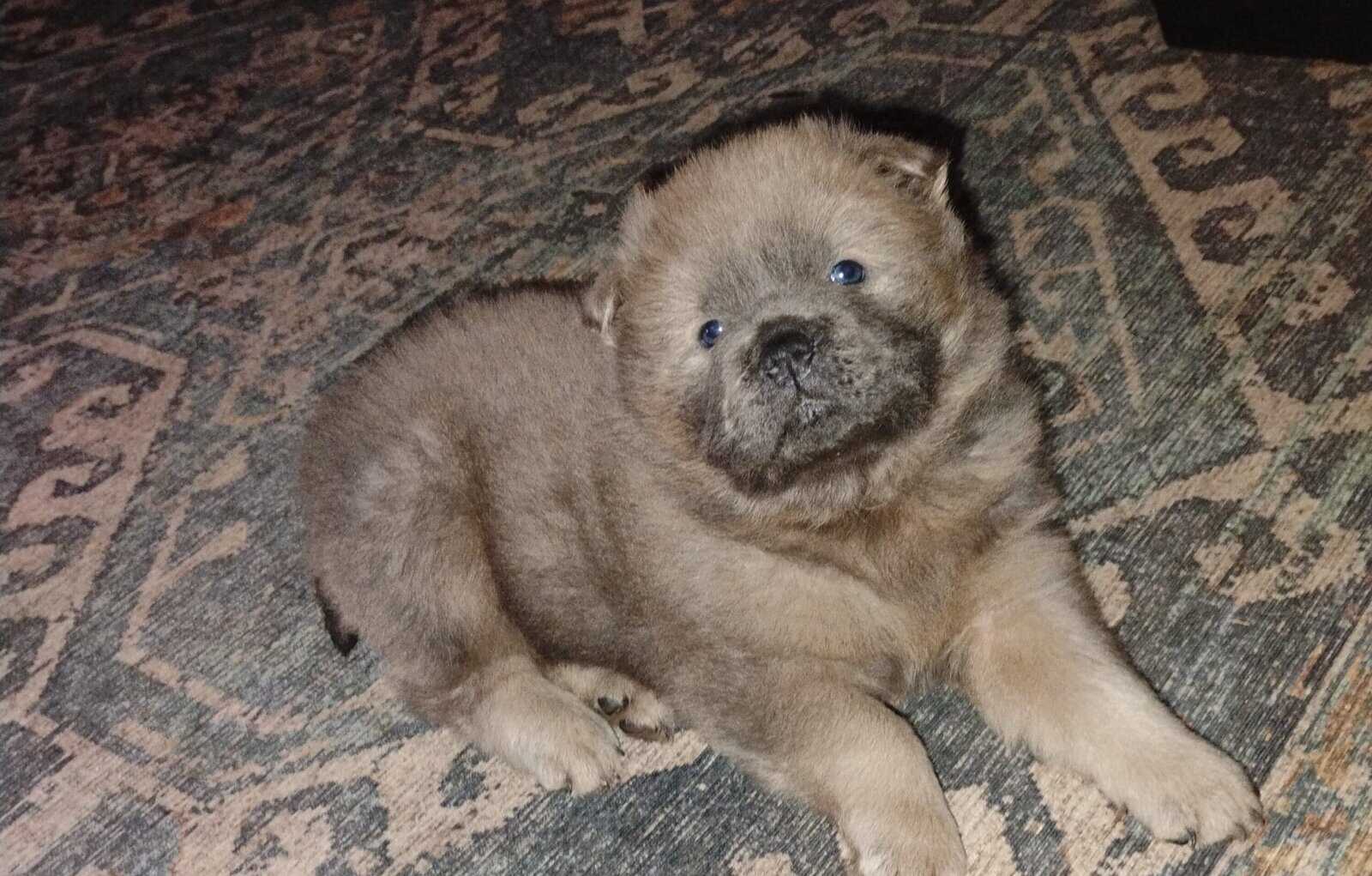 Chow Chow puppies image 3