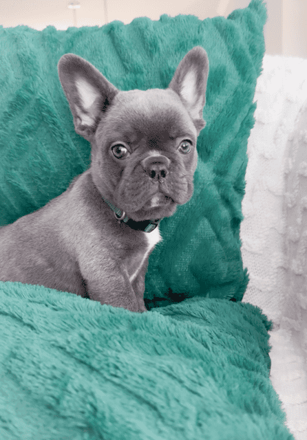Dasher the Blue AKC Frenchie Puppy image 2