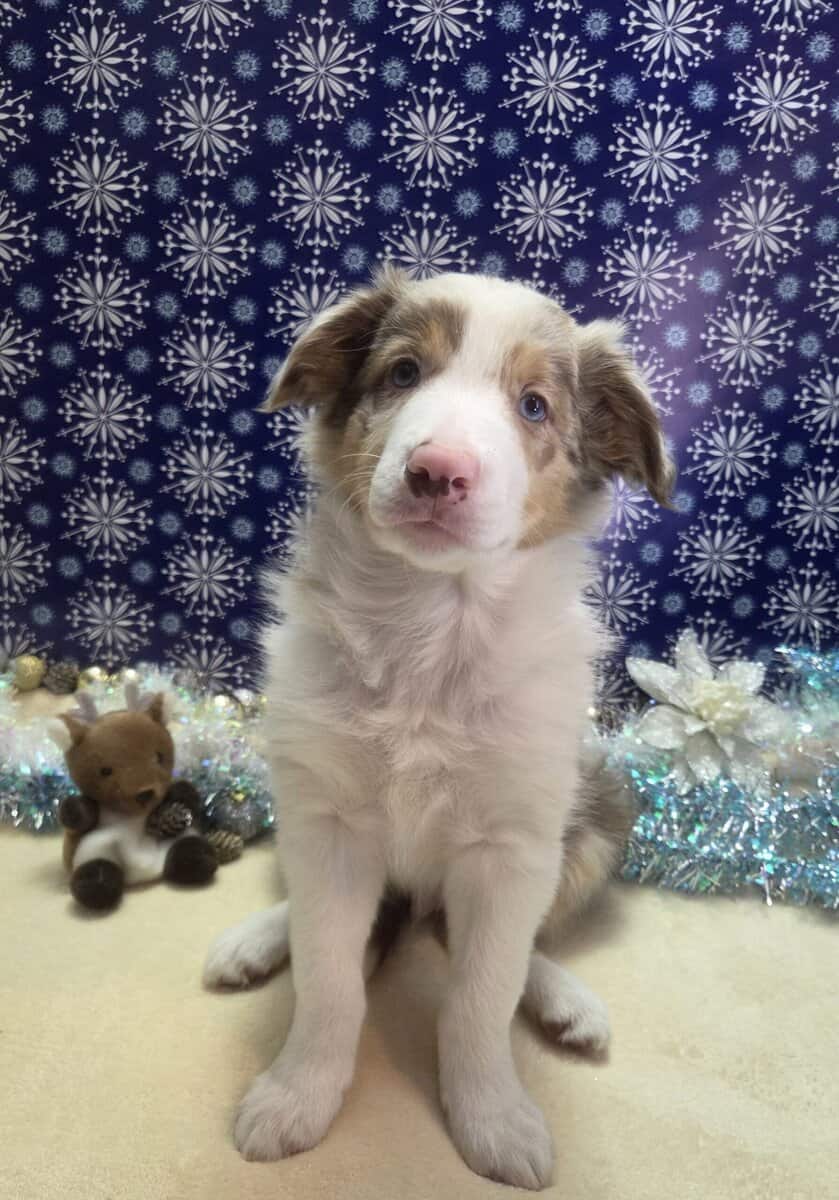 Border collie puppies image 6