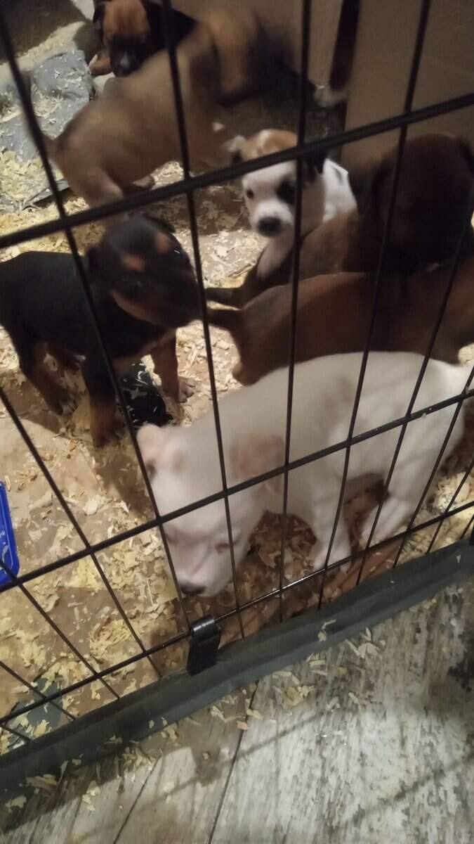Cane Corso/ pug mix puppies image 5