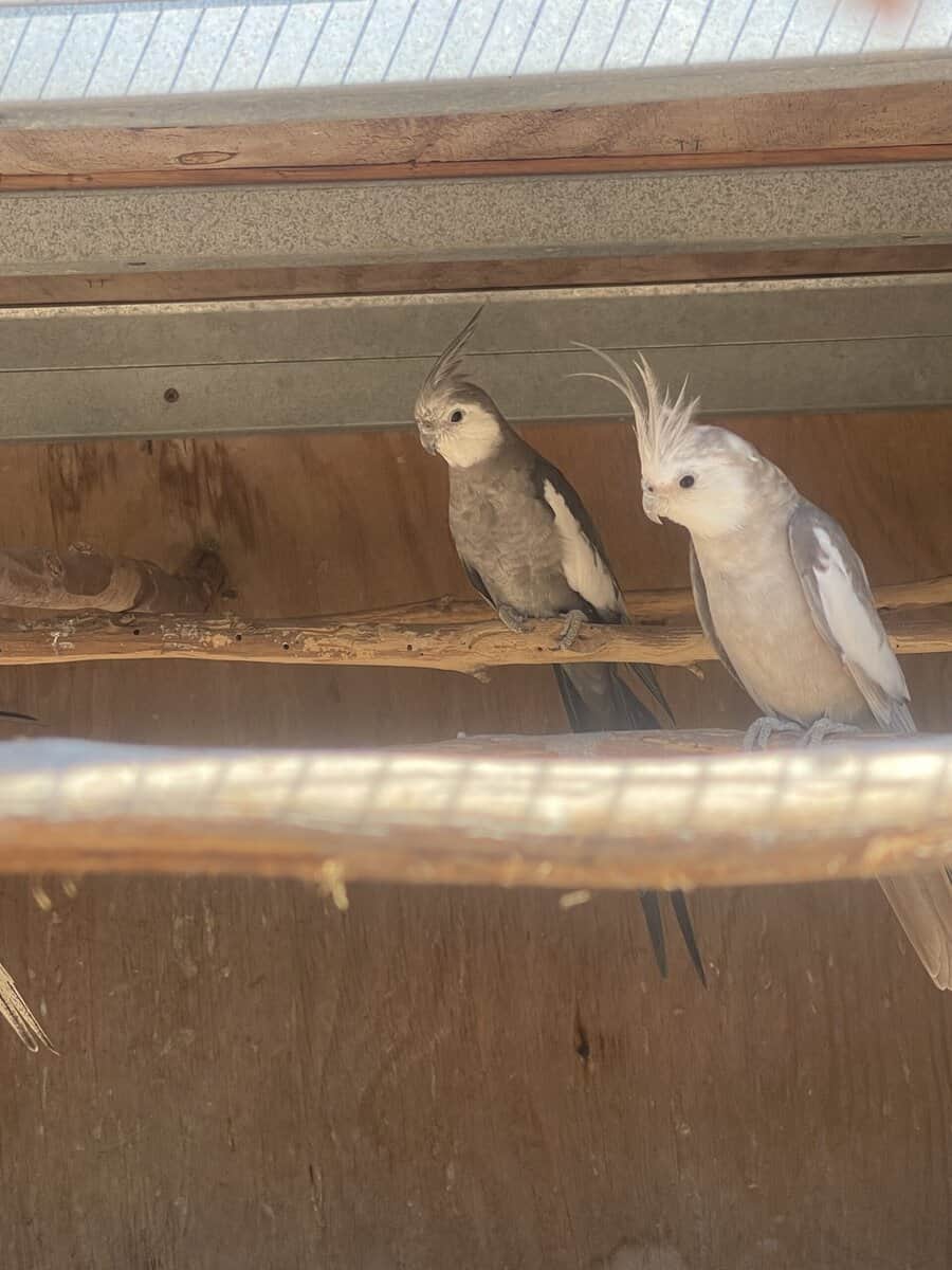 Cockatiel image 1