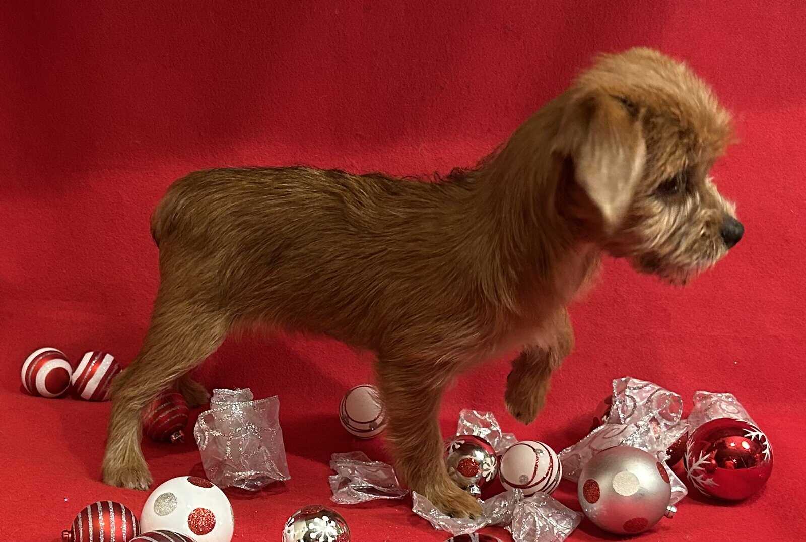 YORKIEPOO PUPPIES image 3