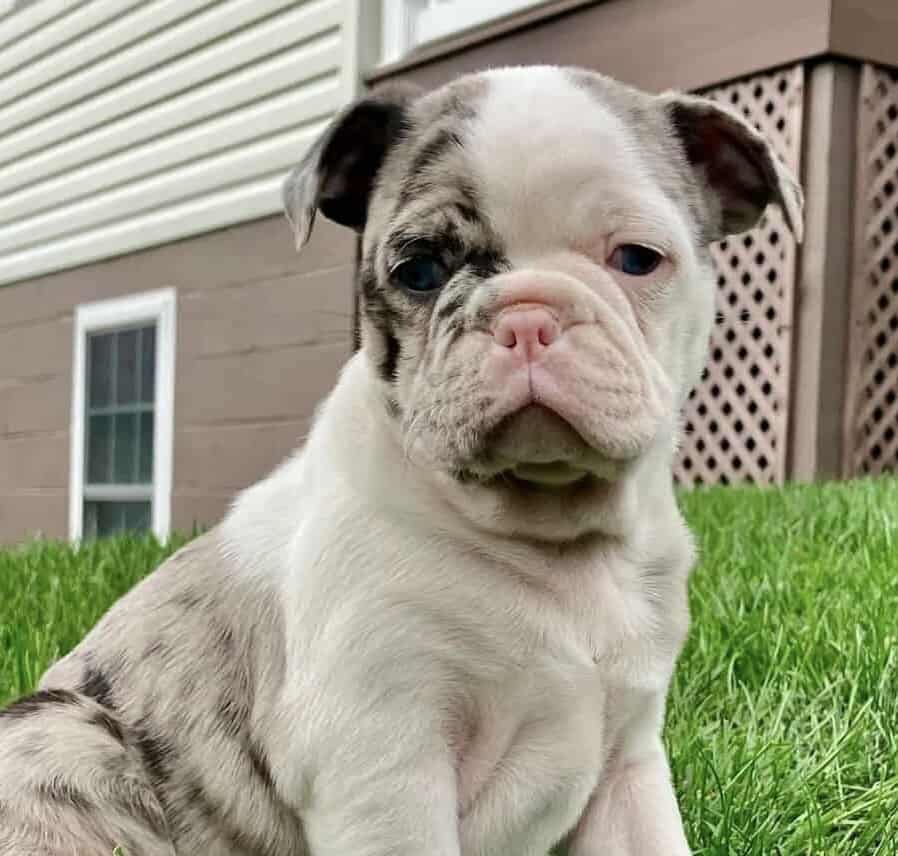 Puppy For Rehoming image 1