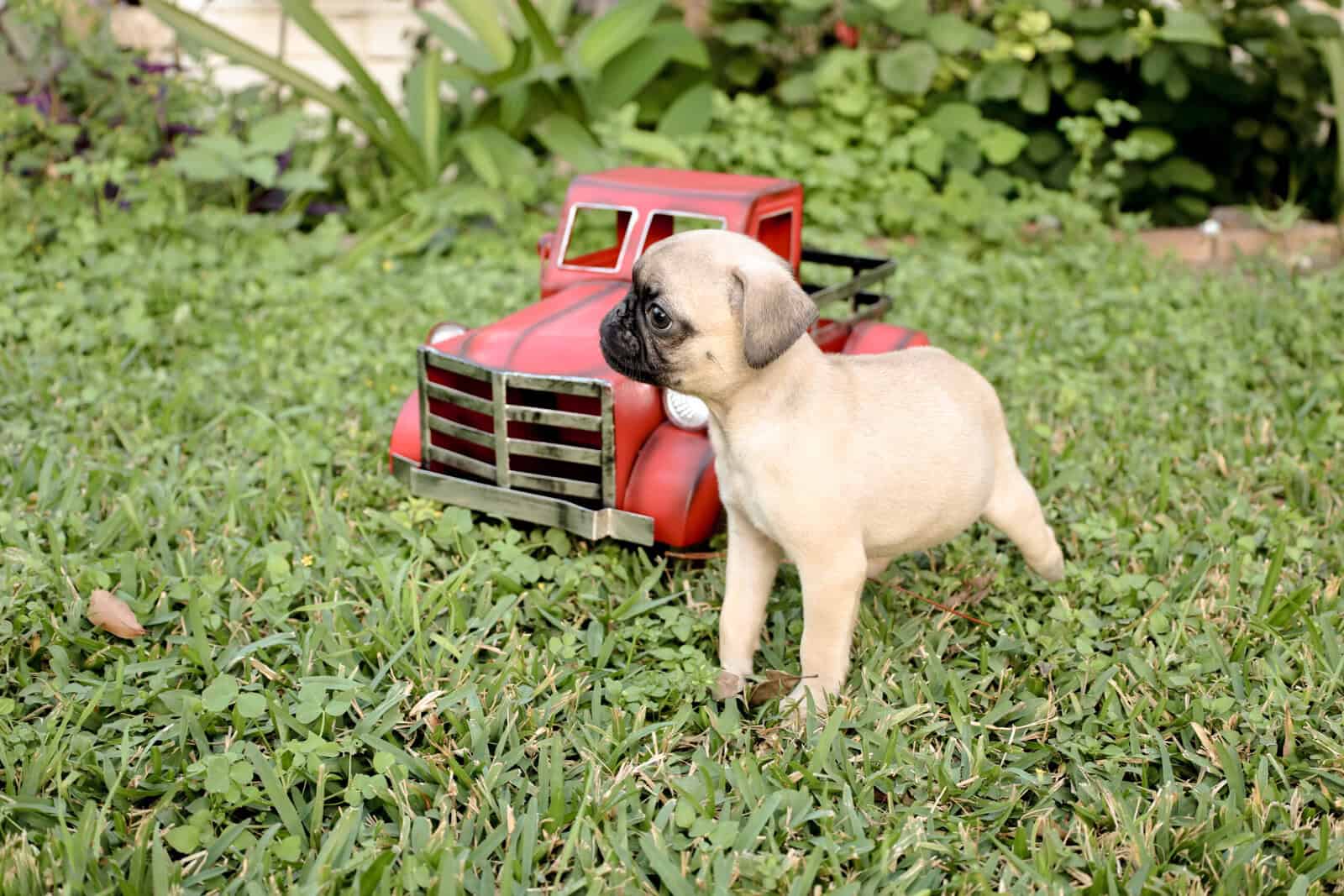 Pug puppies image 4