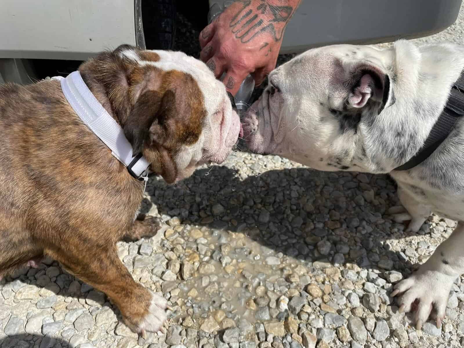 English bulldog image 5