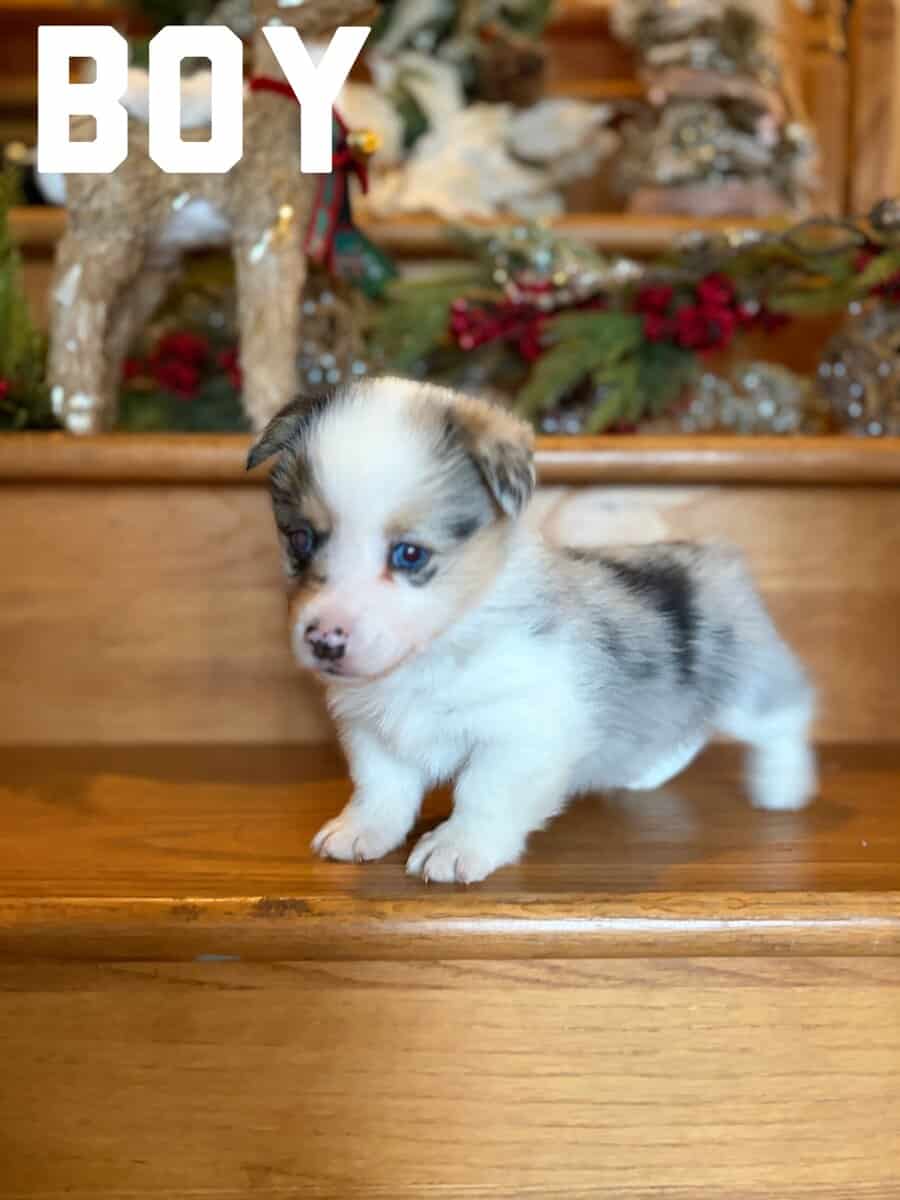 Corgi puppies for rehoming image 1