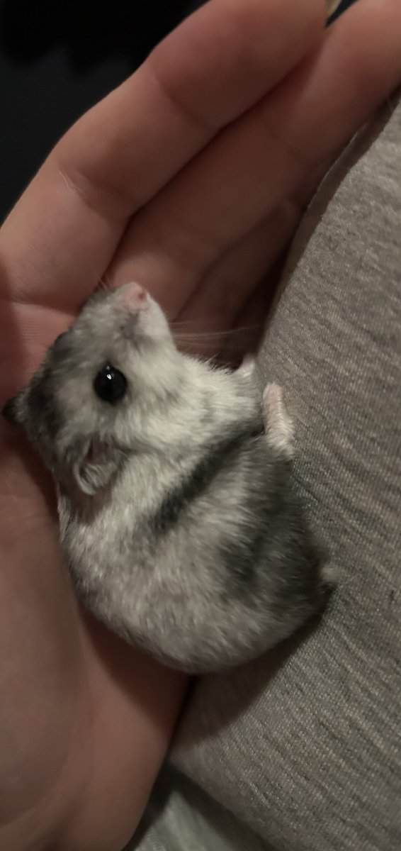 White Winter Dwarf Hamster ! & Cage/Bedding/Food image 1