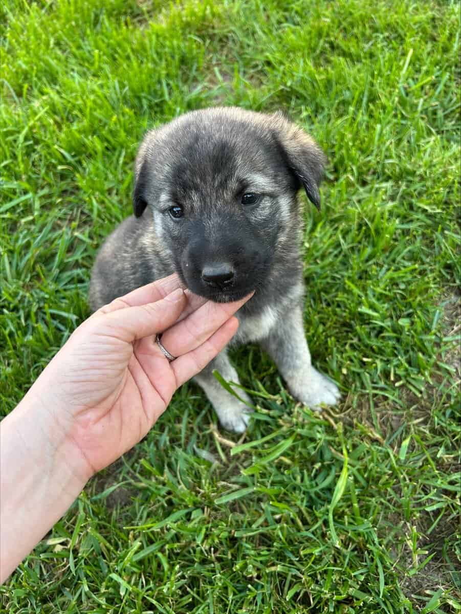 Anatolian and German Shepherd 50-50 mix image 14