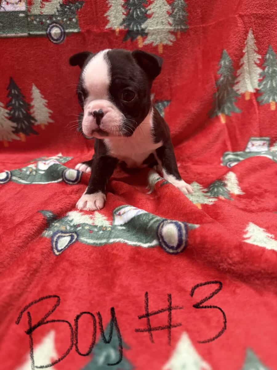5 pups ready for home ckc reg image 3